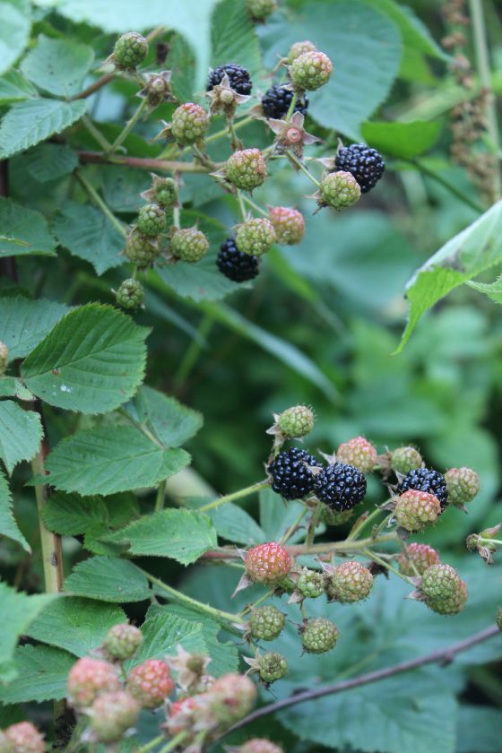 Šokoladinis keksas su gervuogėmis