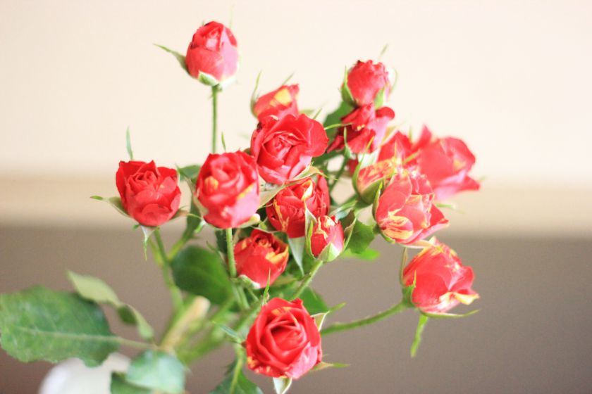 Šokoladinis varškės pyragas