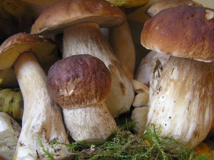 Pertrinta baravykų sriuba su pelėsiniu sūriu