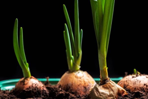 Skani interjero detalė: kaip ant palangių užauginti svogūnų sodinukus