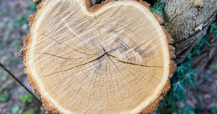 5 situacijos, kai kelmų frezavimas padeda išvengti brangių klaidų sklypo tvarkyme