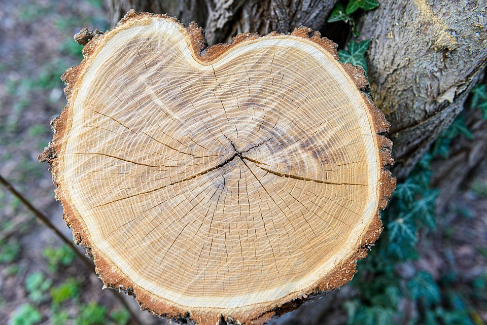 5 situacijos, kai kelmų frezavimas padeda išvengti brangių klaidų sklypo tvarkyme
